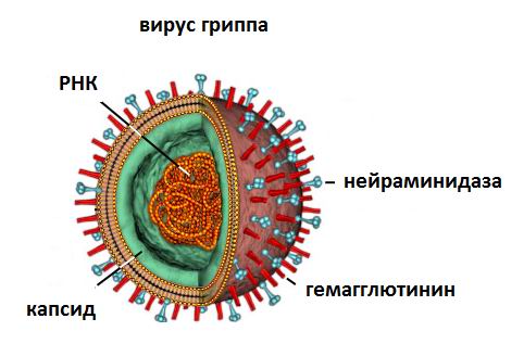 Вирус гриппа, ортомиксовирусы
